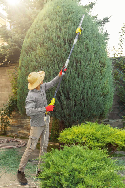 Best Fruit Tree Pruning  in Lake Andes, SD